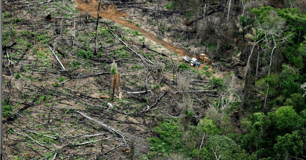 em 2022 amazonia teve maior desmatamento em 15 anos diz imazon portal dbo