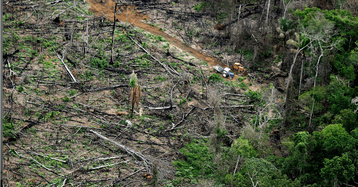 em 2022 amazonia teve maior desmatamento em 15 anos diz imazon portal dbo