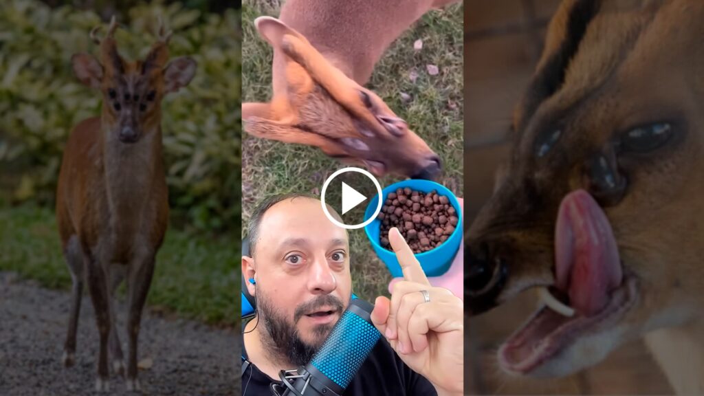 em video viral biologo desvenda criatura de 6 olhos 1