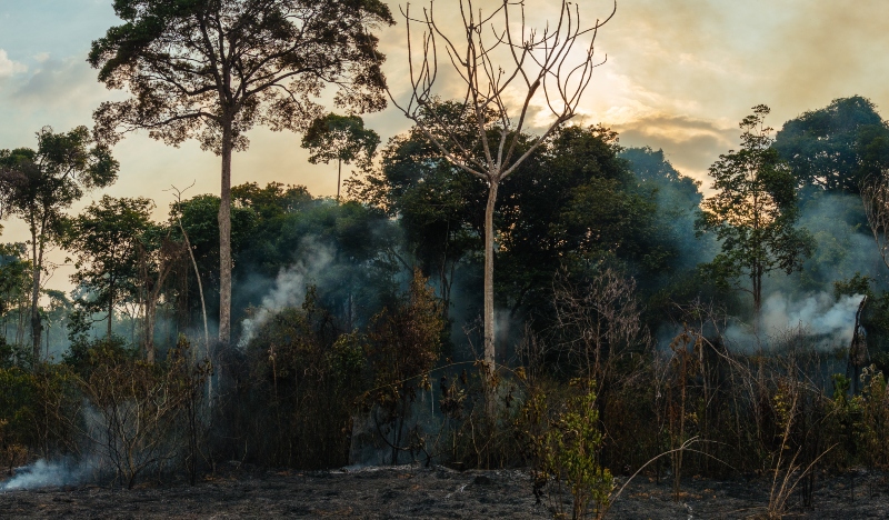 estudo aponta que a degradacao atinge mais de um terco da floresta amazonica
