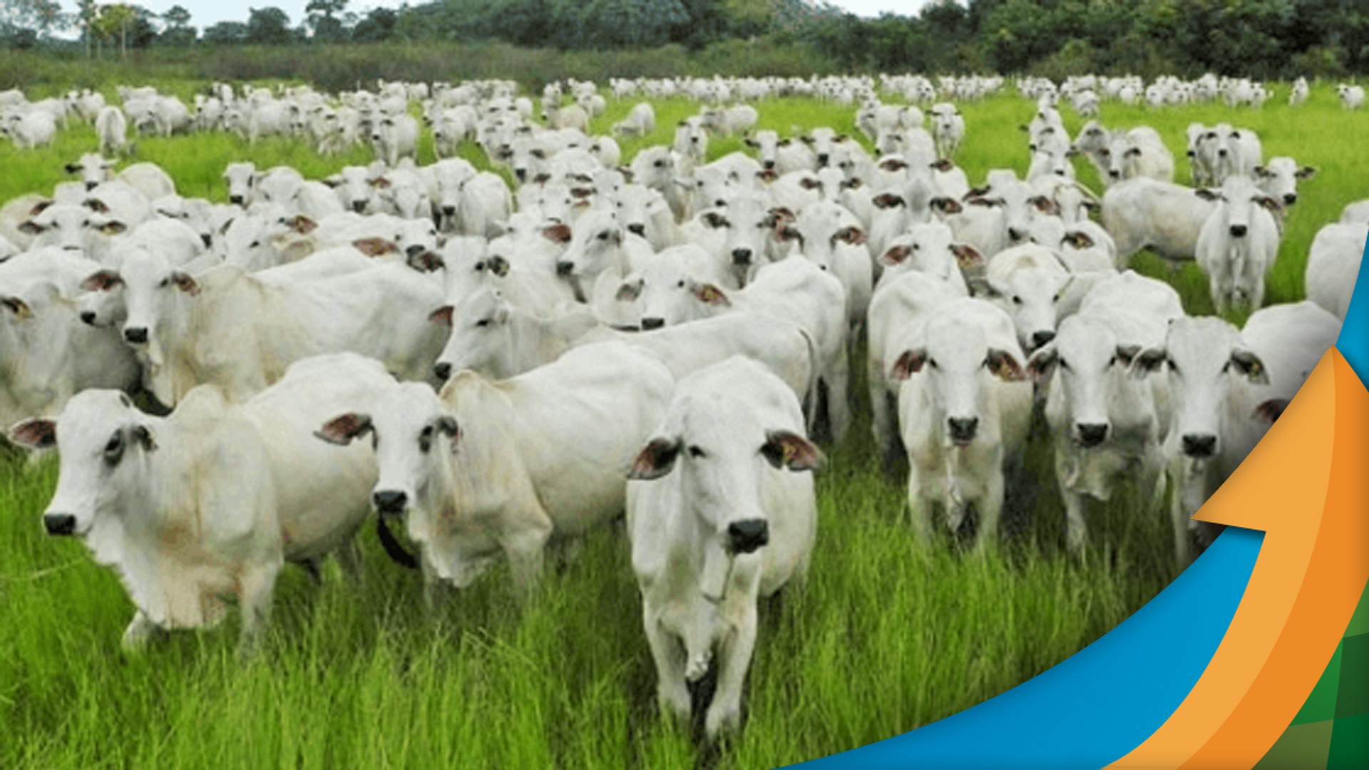 exportacoes de carne bovina comecam o ano com resultados melhores do que o