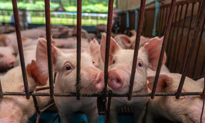 Exportações de carne suína superam 100 mil toneladas em dezembro