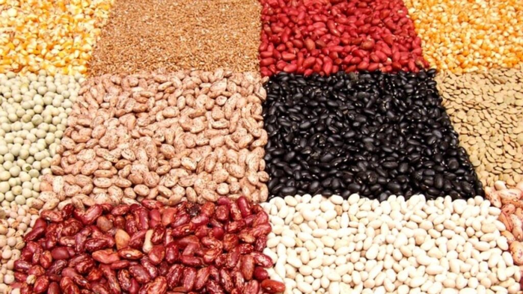 feijao historia como cultivar e variedades do grao 1