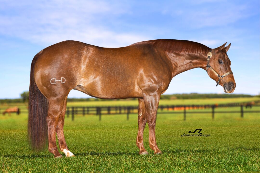 Filho de matriz do Haras Império recebe o 'Oscar' do Quarto de Milha