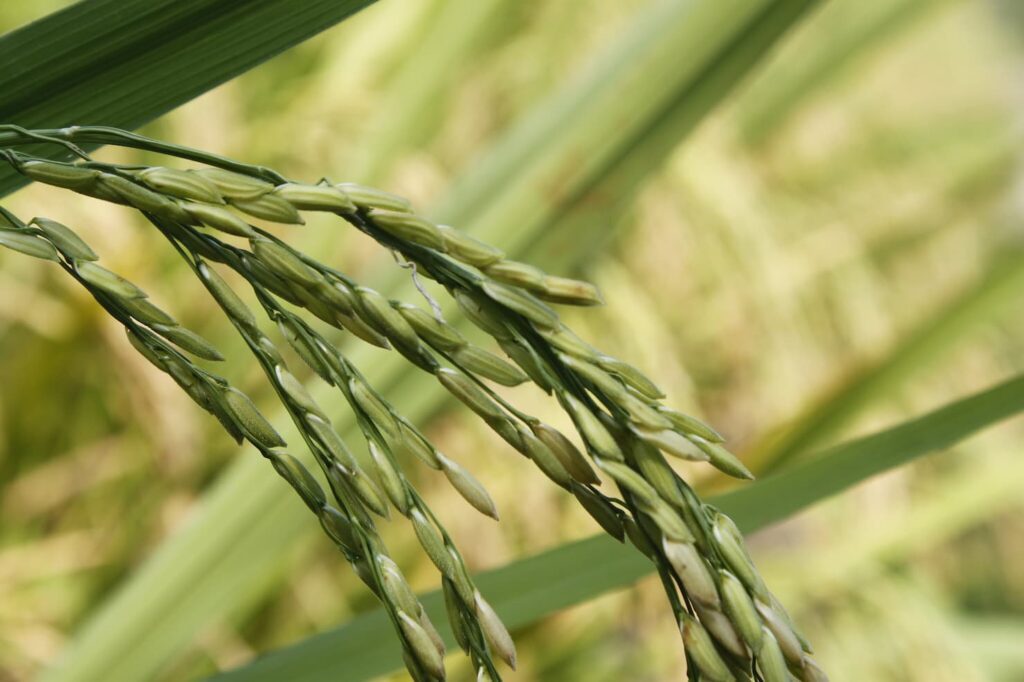 fique por dentro do mercado do arroz para essa semana 3