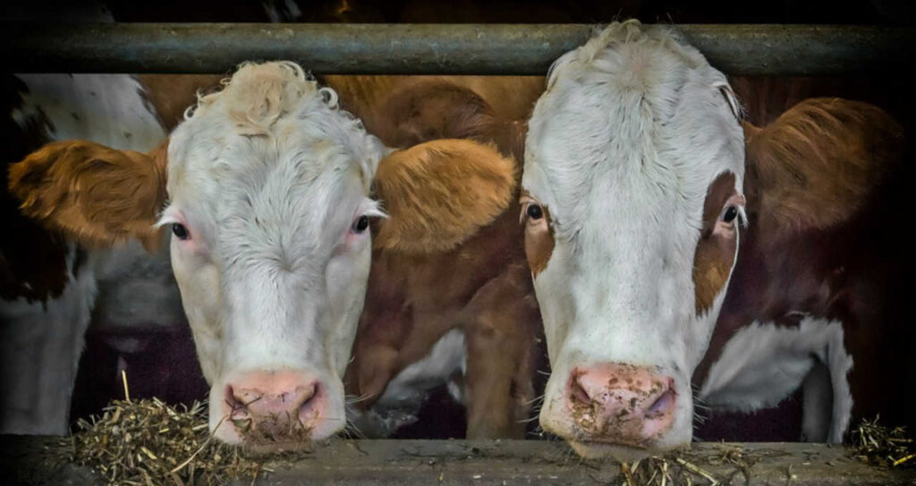 frigorificos de carne no parana sofrem com a crise do gado money times