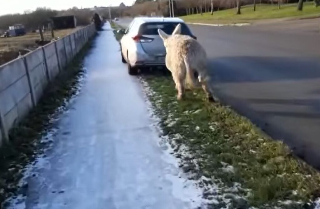 gardai investigate video showing donkey tied to moving car 1