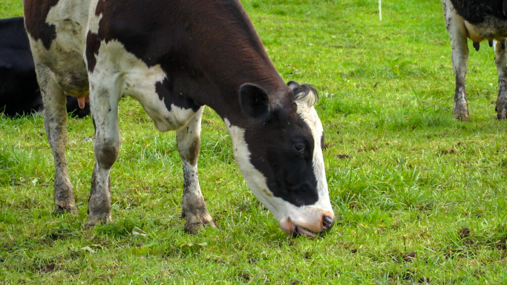 GDT appoints Charlie Hyland as new chair of board