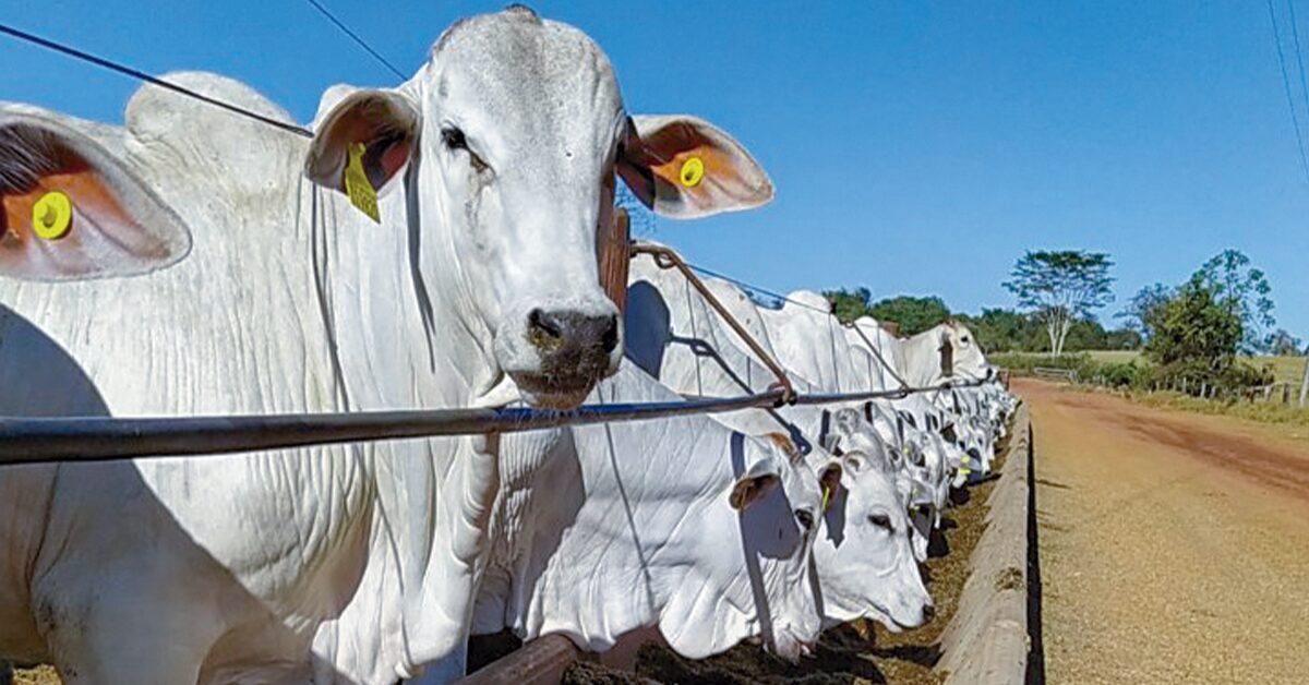 goias detem 3o maior rebanho bovino rastreado para uniao europeia portal dbo