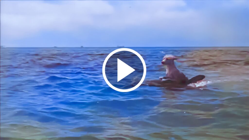 Golfinho herói salva cão caramelo que caiu no mar, ato emocionante viralizou na internet