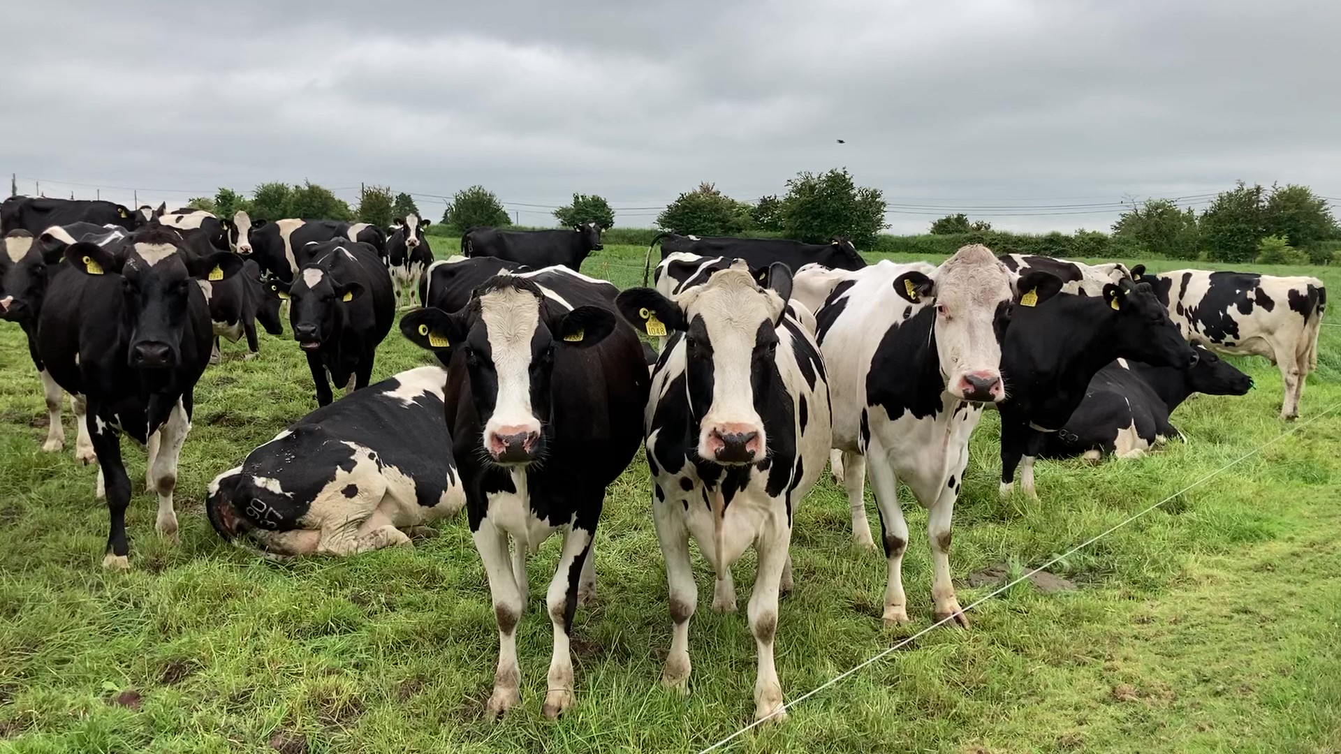 icmsa repeats call on minister to suspend banding 1