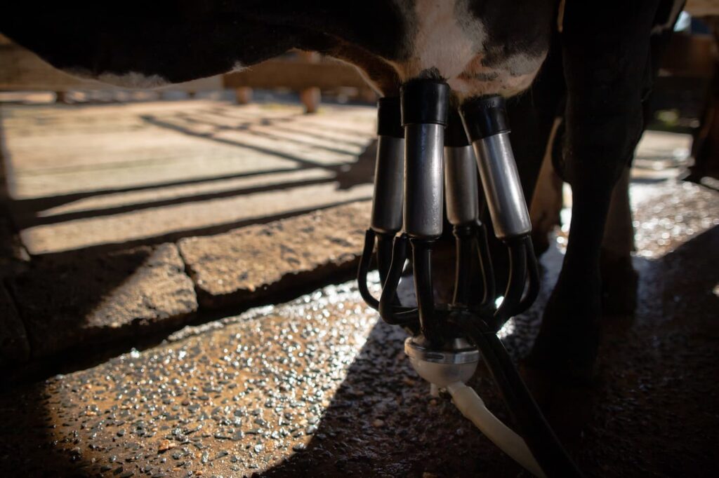 icpleite dezembro registra nova queda no custo de producao de leite