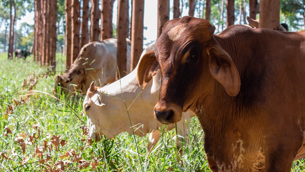 Saiba como ter lucro em até áreas pequenas