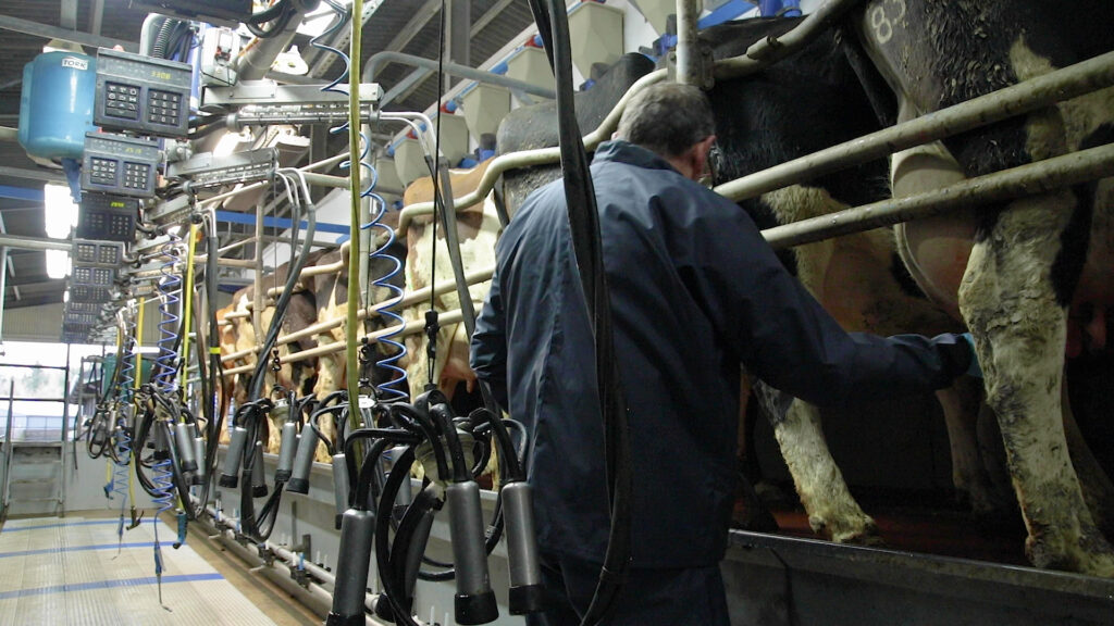 improving the effectiveness of your milking routine 1
