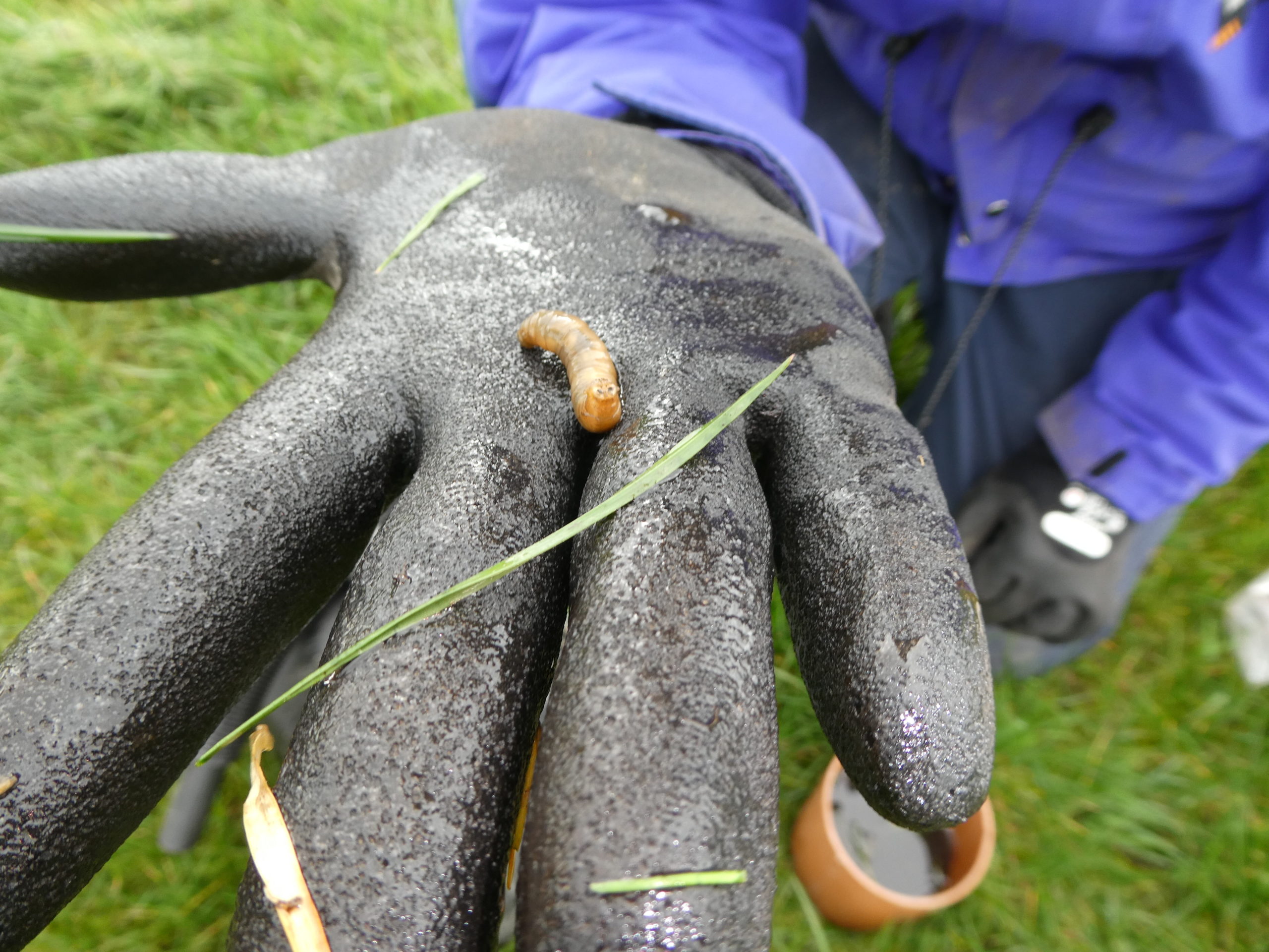 leatherjacket population survey reveals extent of pest problem 1