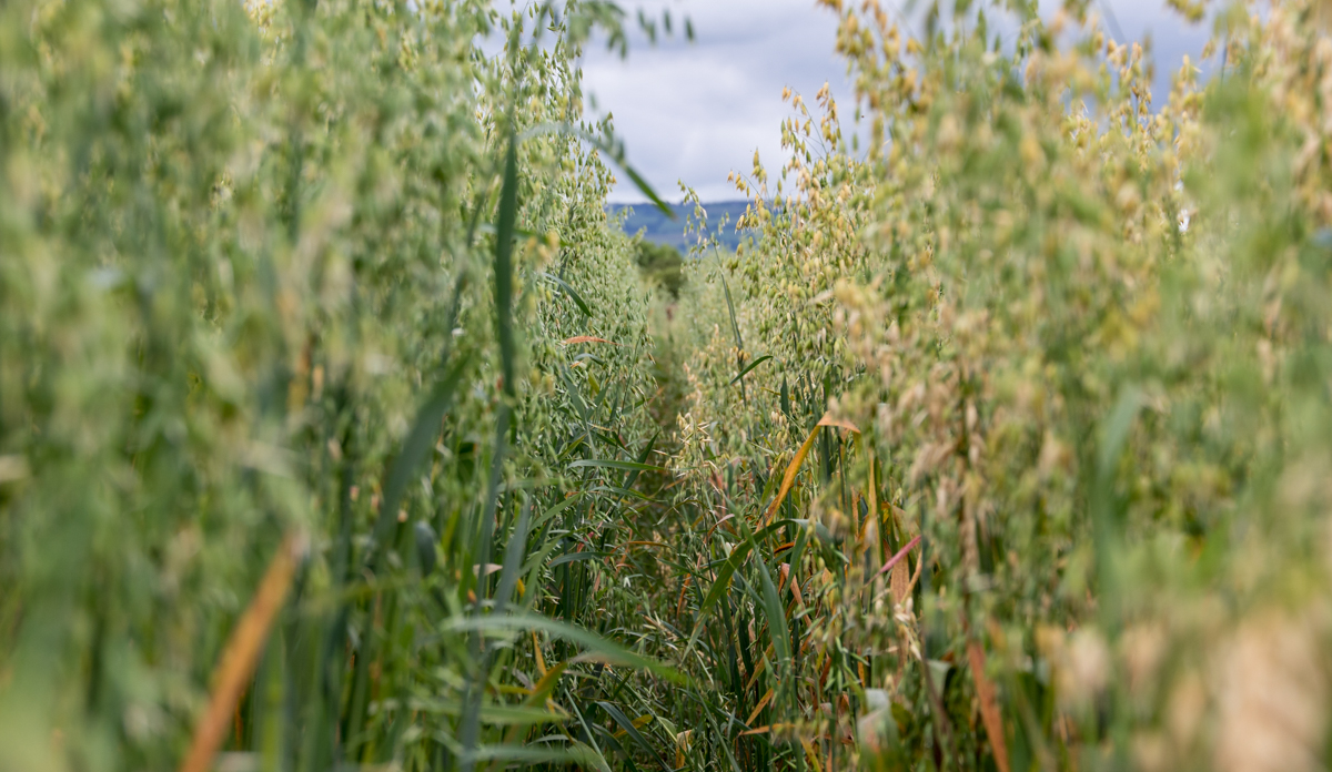 Looking to the past to develop new oat varieties