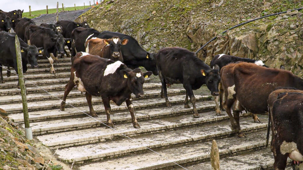 Dairy advice: Making cows identifiable to avoid mistakes