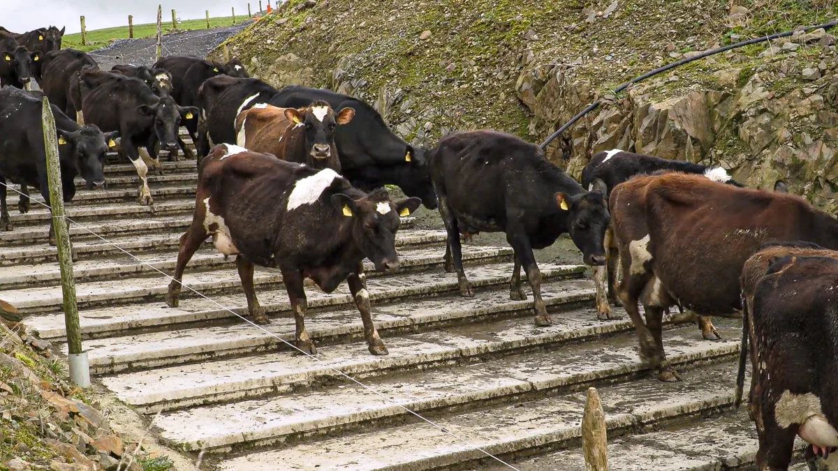 Dairy advice: Making cows identifiable to avoid mistakes