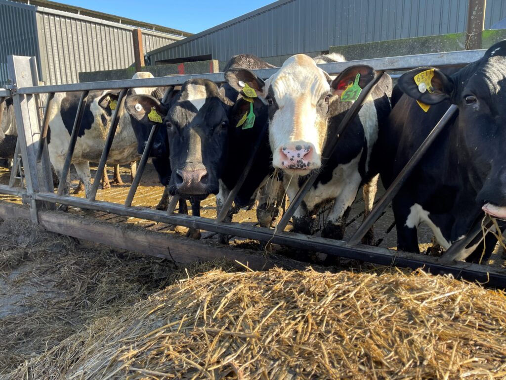 making the most of vet visits on dairy farms 1