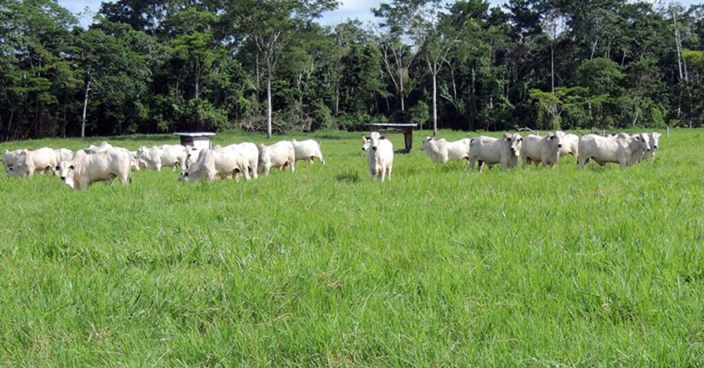 manejo e manutencao de pastagem e tema em dia de campo do integra zebu portal dbo 3