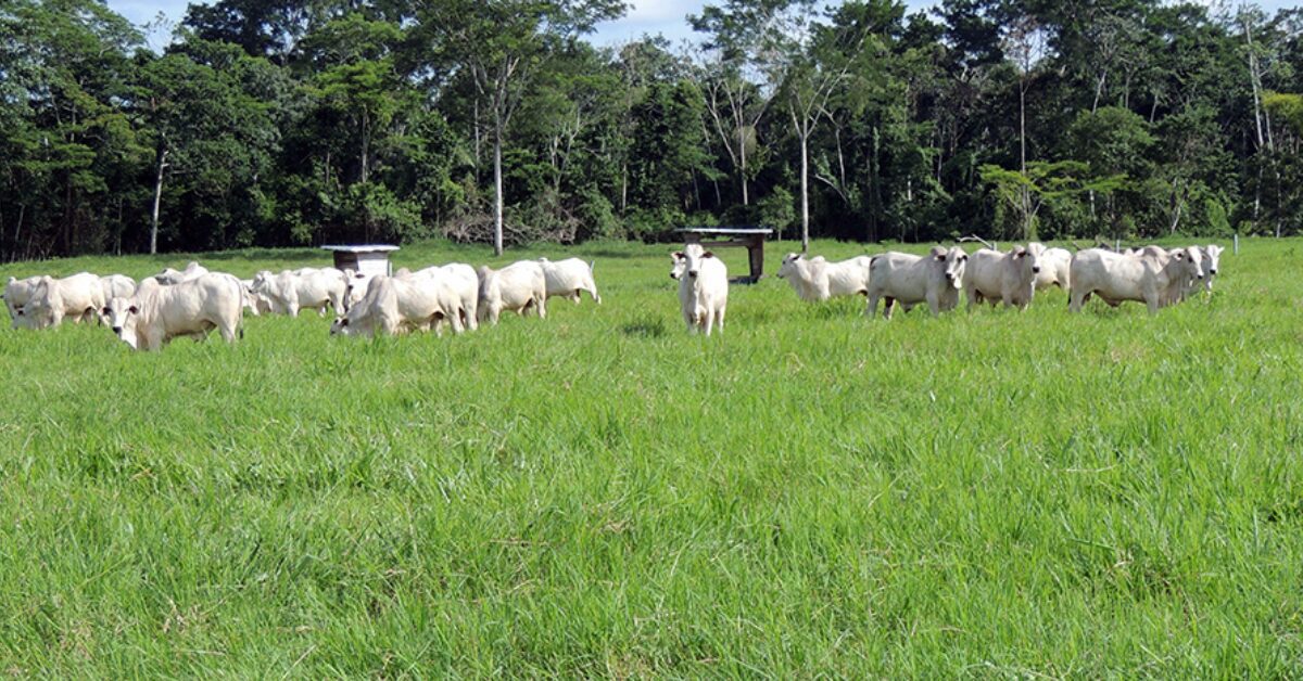 manejo e manutencao de pastagem e tema em dia de campo do integra zebu portal dbo 3