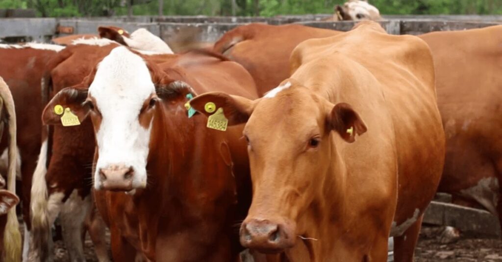 Mapa receberá contribuições sobre rastreabilidade na cadeia produtiva de carnes • Portal DBO 2 mapa recebera contribuicoes sobre rastreabilidade na cadeia produtiva de carnes portal dbo