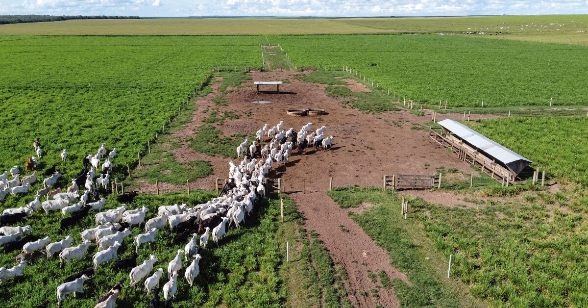 mato grosso o carro chefe do boi brasileiro em numeros portal dbo