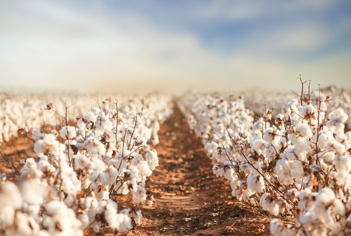 Mercado de algodão em pluma está enfraquecido