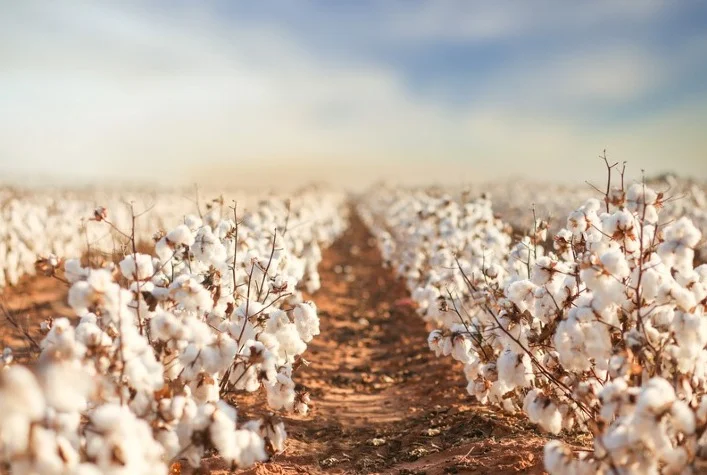 Mercado de algodão em pluma está enfraquecido 9 mercado de algodao em pluma esta enfraquecido 1