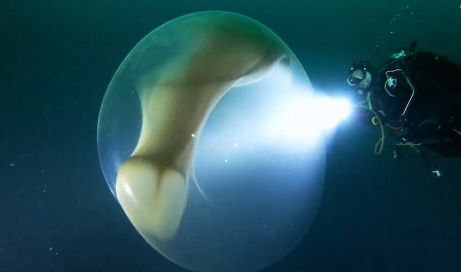 Misteriosa esfera gelatinosa aparece no mar
