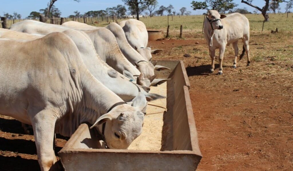 Treinamentos de Bem-Estar Animal para pecuaristas