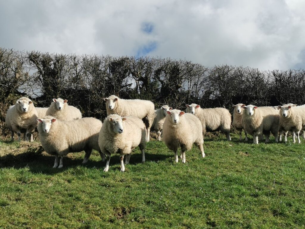monday deadline for sheep improvement scheme 1