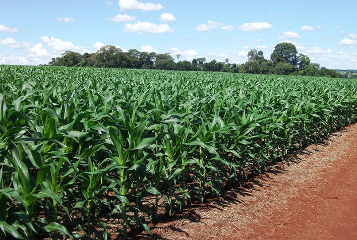 monitoramento agricola registra boas condicoes de desenvolvimento na safra 2022 2023