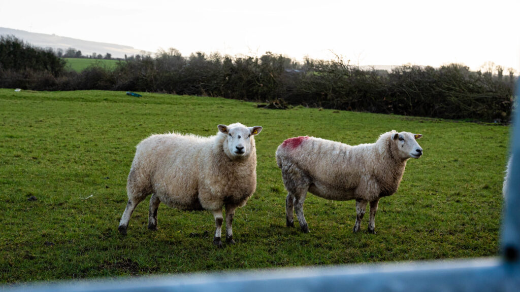 no dogs seized for recent sheep attacks 1