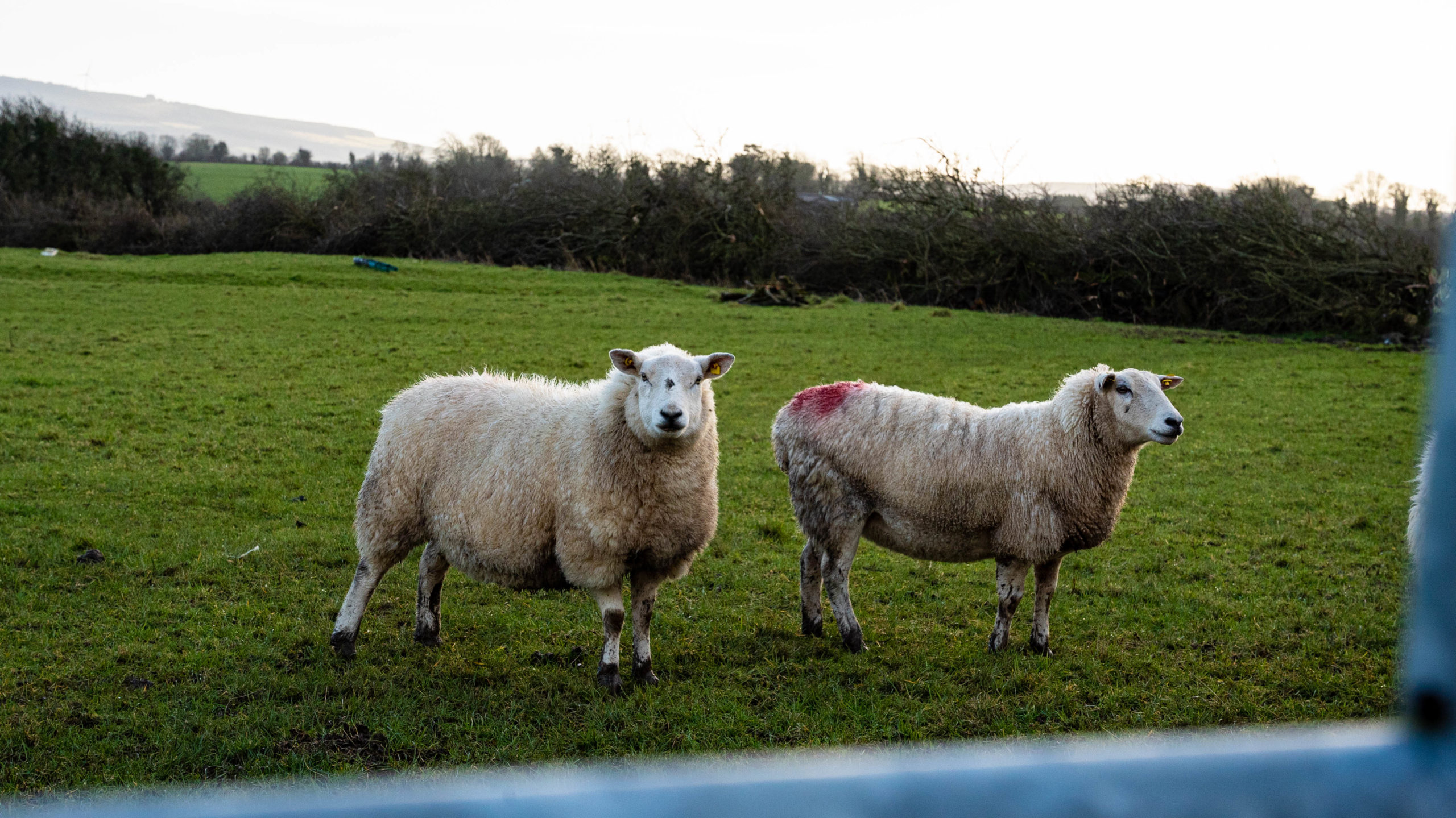no dogs seized for recent sheep attacks 1