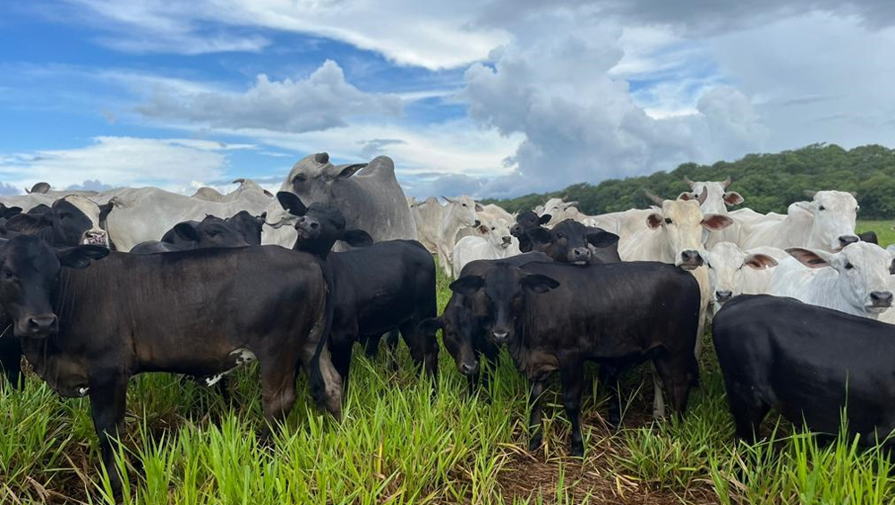 novo levantamento da premix aponta reducao na emissao de carbono com uso de aditivo natural