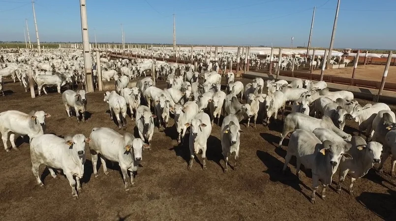 Oferta cresce, exportação é recorde, mas fraca venda no Brasil pressiona valor do boi 8 oferta cresce exportacao e recorde mas fraca venda no brasil pressiona valor do boi