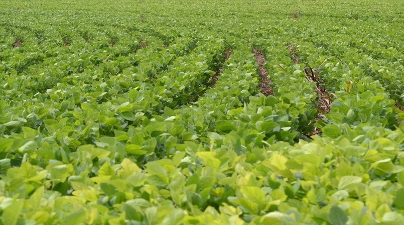 Paraná tem 80% da área de soja com bom desenvolvimento