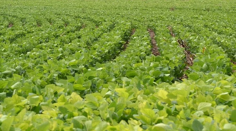 Paraná tem 80% da área de soja com bom desenvolvimento 6 Valores da soja caem no mercado interno