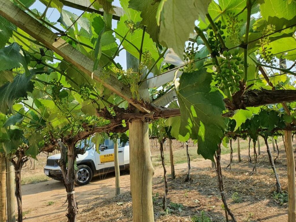 populacao pode ajudar no controle de doencas em vegetais e animais