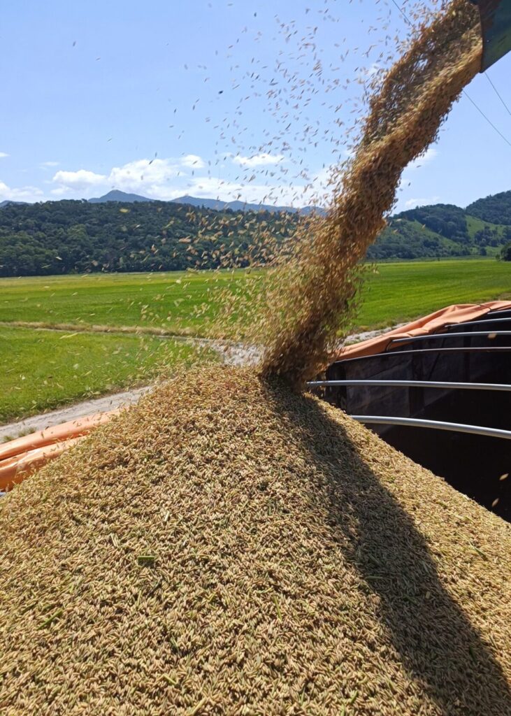 processo de classificacao da cevada assegura a qualidade do malte 1