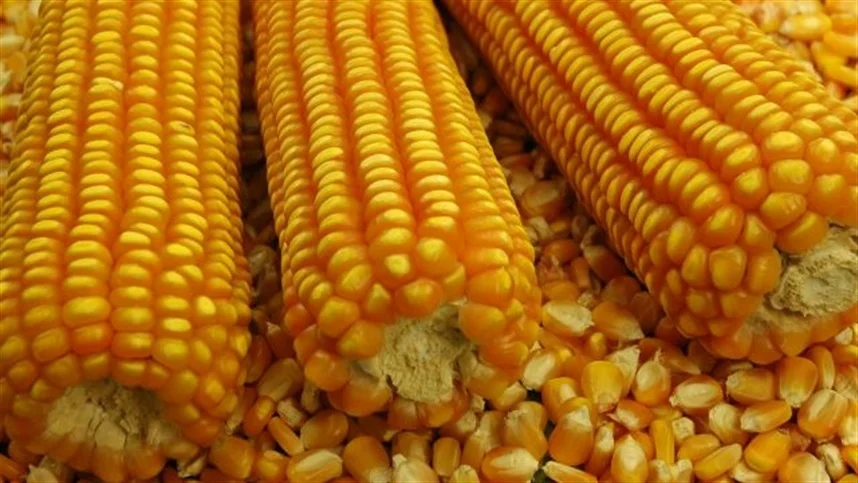 Produção de milho na China em alta