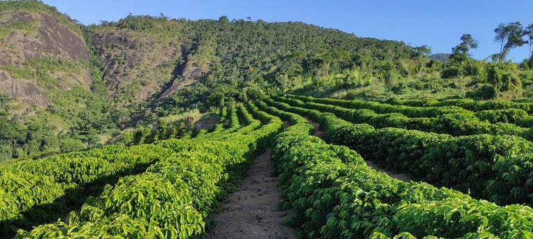 producao mundial de cafe foi estimada em 1672 milhoes de sacas de 60kg