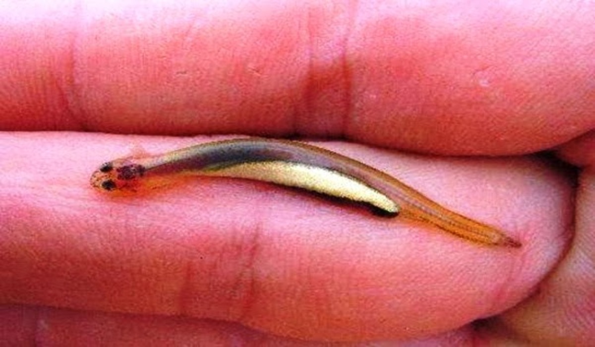 Qual espécie de peixe pode penetrar orifícios humanos?