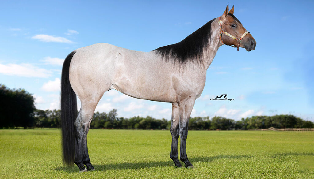 Remate da Gregory Horse reúne os melhores pedigrees do Quarto de Milha de Trabalho