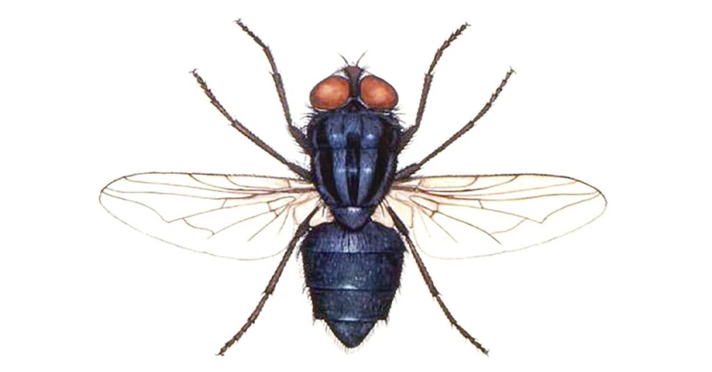 Revista DBO | Não marque bobeira com a bicheira • Portal DBO 2 revista dbo nao marque bobeira com a bicheira portal dbo