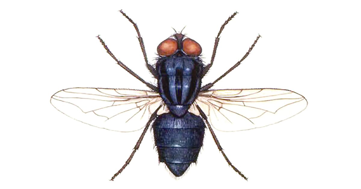 revista dbo nao marque bobeira com a bicheira portal dbo