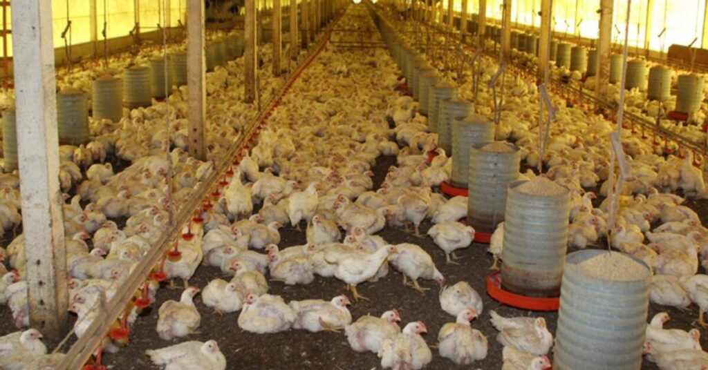 Santa Catarina bate recorde histórico nas exportações de carnes em 2022 • Portal DBO 2 santa catarina bate recorde historico nas exportacoes de carnes em 2022 portal dbo