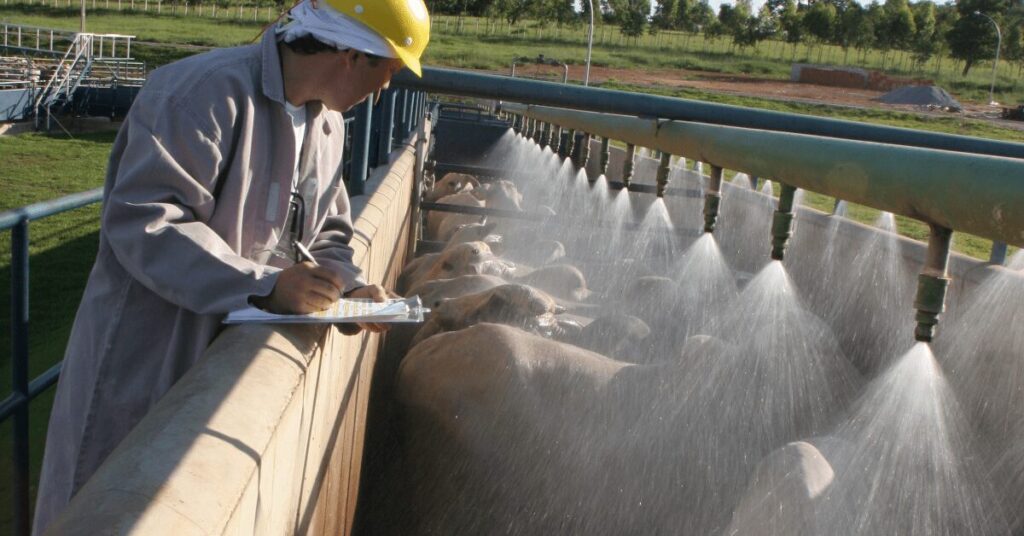 semana de fortes baixas nos precos da arroba do boi gordo e demais categorias terminadas portal dbo
