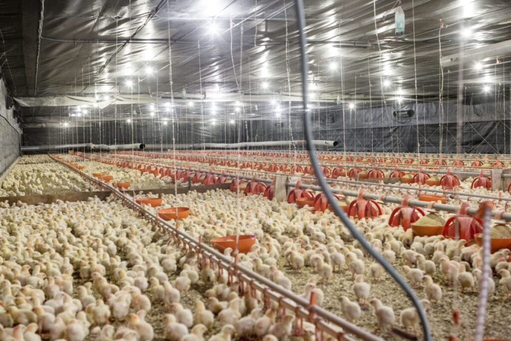 senar lanca curso online para produtores de aves e suinos integrados